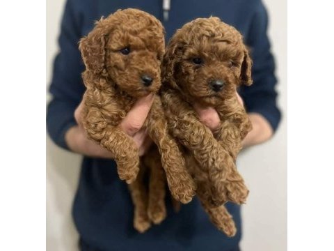 Toy poodle yavruları