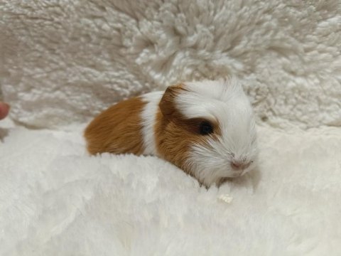 Guinea pig bebeklerimiz