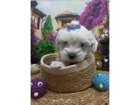 Muazzam güzellikte a kalite maltese terrier yavrularımız