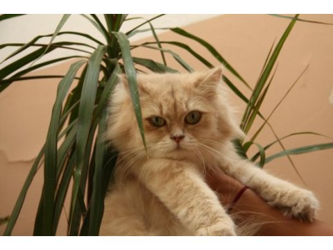 Şecereli british longhair kızımız yeni yuvasını bekliyor