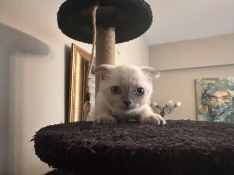 Sahibinden scottish fold kedimiz