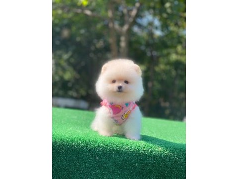 Pomeranian boo yavrularımız
