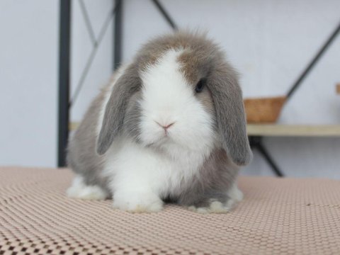 Mini lop splıt renk tavşan