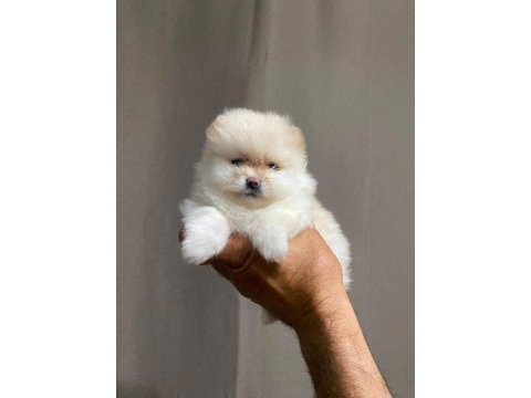 A kalite tesy bear ayı surat pomeranian