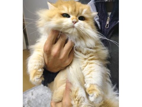 Üst düzey safkan golden ny12 super longhair erkek kedim