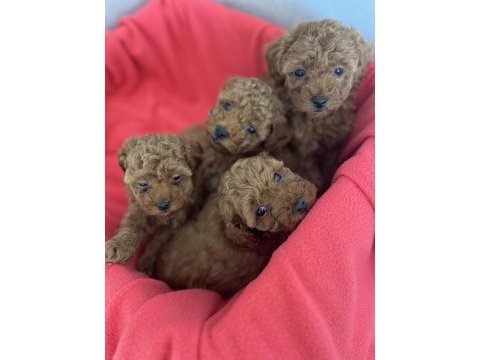 Oyuncak boy orjinal kore kan toy poodle dışı yavrularımız