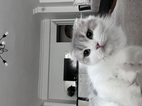 3 aylık kedilerimiz