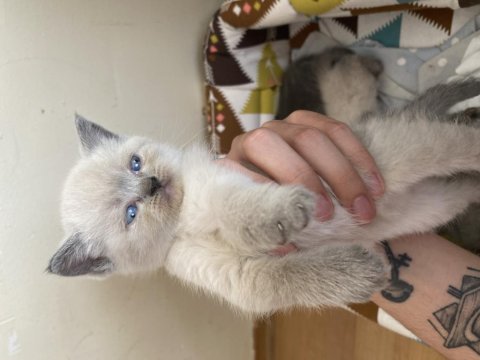 Blue point dişi british shorthair yavru