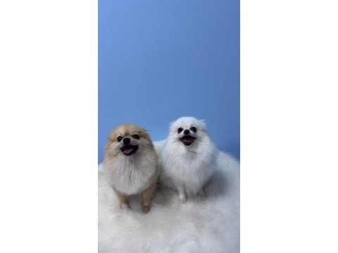 Eğitimli ırk ve sağlık garantili tea cup pomeranian
