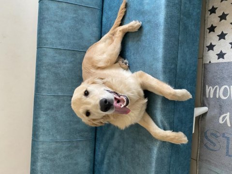 Acil sahiplendirme golden retriever