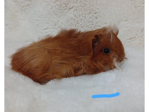 Sevimli guinea pig yavruları