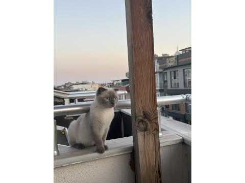 Scottish fold ücretsiz sahiplendirme