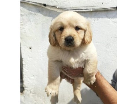 Dost canlısı golden retriever yavrular