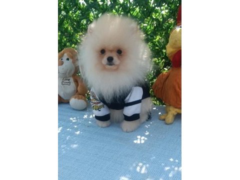 Orijinal pomeranian boo