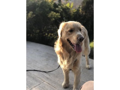 Köpeğimize yeni sahip arıyoruz