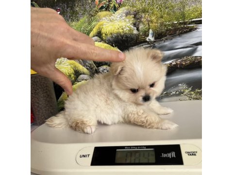 Çok tatlı safkan pomeranian boo