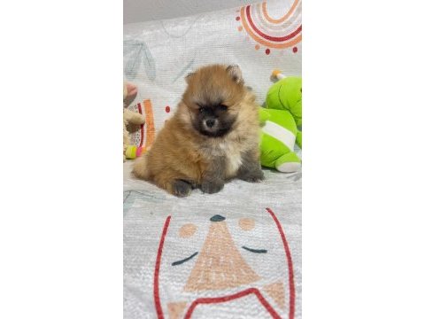 Pomeranian boo nadir güzellikte