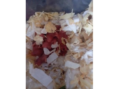 Hamster yavrular