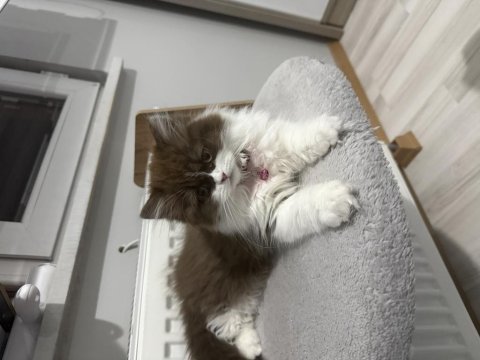 British longhair be color yavru dişi