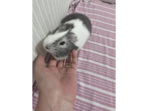 Ginepig 6 aylık