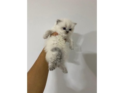 British shorthair blue point