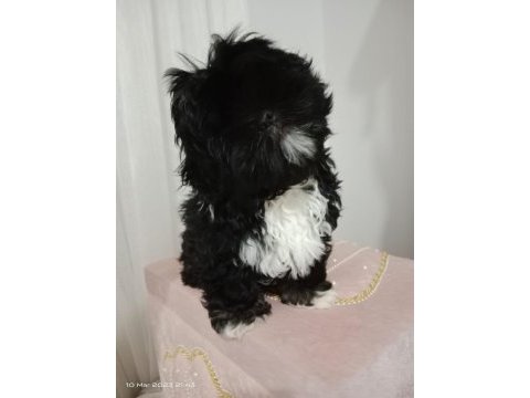 Shih tzu siyah