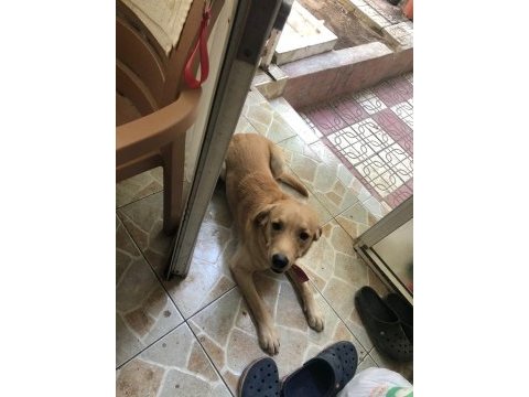 Labrador köpeği erkek
