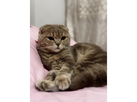 Ücretsiz sahiplendirme scottish fold
