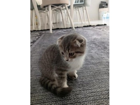 Yavru kedi