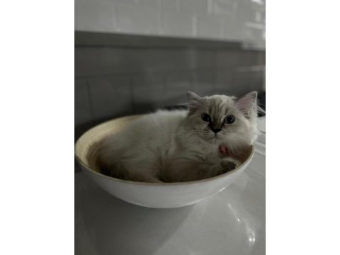 British longhair