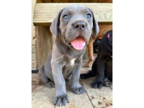 60 günlük a kalite cane corso bebek