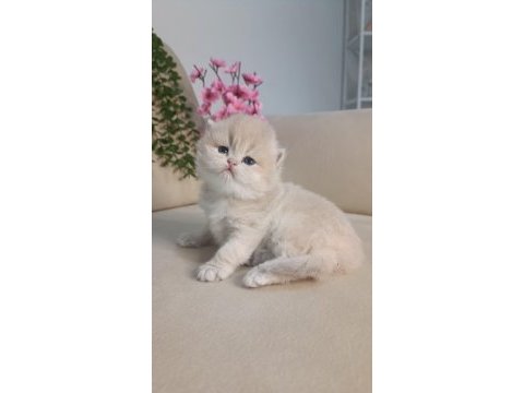 Safkan british çikolata golden