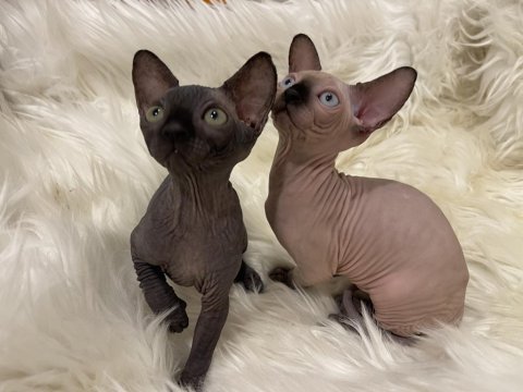 Sphynx sfenks dişi erkek