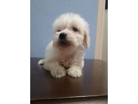 Maltipoo