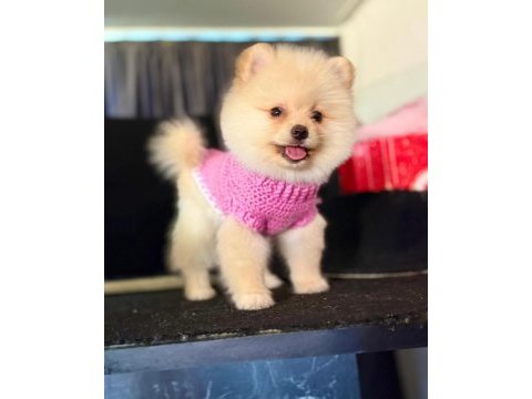 Muhteşem pomeranian boo yavrularımız