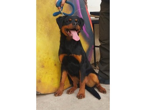 8 aylık dişi safkan şecereli rottweiler