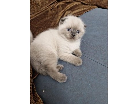 Safkan scottish fold