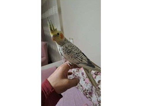 Ele alışkın sultan papağanı