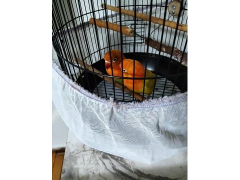 Cennet papağanı sevda papağanı 6 aylık