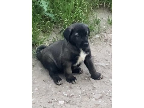 Kangal köpeğimizi sahiplendiriyoruz