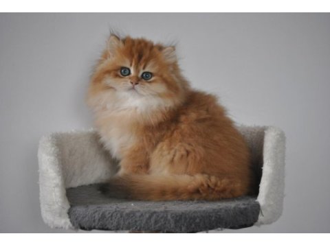 Şecereli golden british longhair ny12 dişi 3 aylık