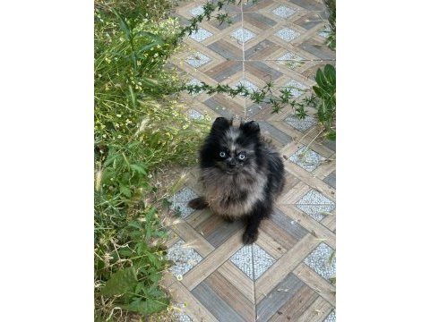 Pomeranian merle mavi gözlü yetişkin