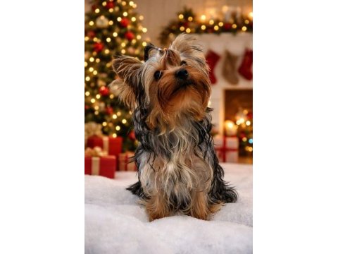 Muhteşem yorkie yavrular