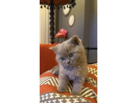 British shorthair kedimize yuva arıyoruz