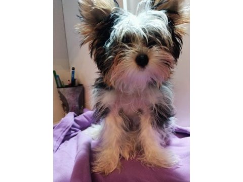Yorkshire terrier 3 aylık