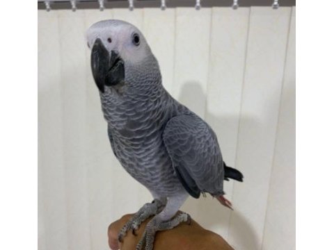 7 aylık full evcil jako bal nehir