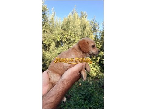 Chihuahua yavrumuz
