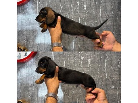 Dachshund erkek yavrular (sosis)