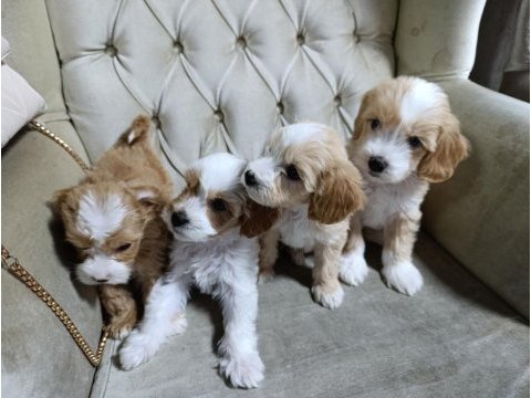 Sevimli maltipoo bebekler