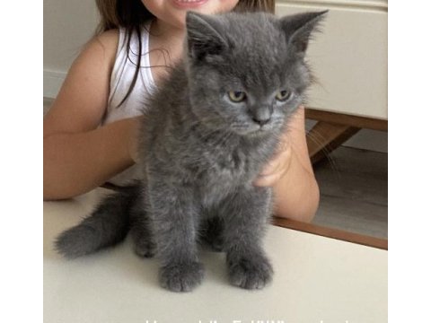 British shorthair 2,5 aylık erkek yavru kedi